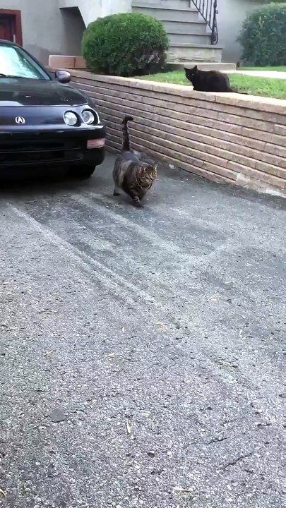 Chat costaud