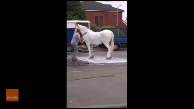 Il vient laver son cheval à la station de lavage auto