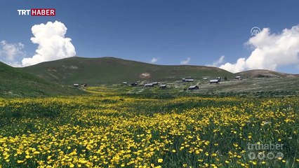 Yeşilin farklı tonlarıyla huzur veren Gümüşhane yaylaları