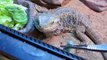 Bearded Dragon Feeding Video: Hornworms / Tomato Worms