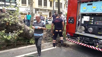 Çınar ağacının hurdaya çevirdiği araçtan yara almadan kurtuldu - İZMİR