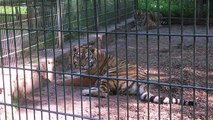 Se fugan dos leones, tigres y un jaguar de zoo de Alemania