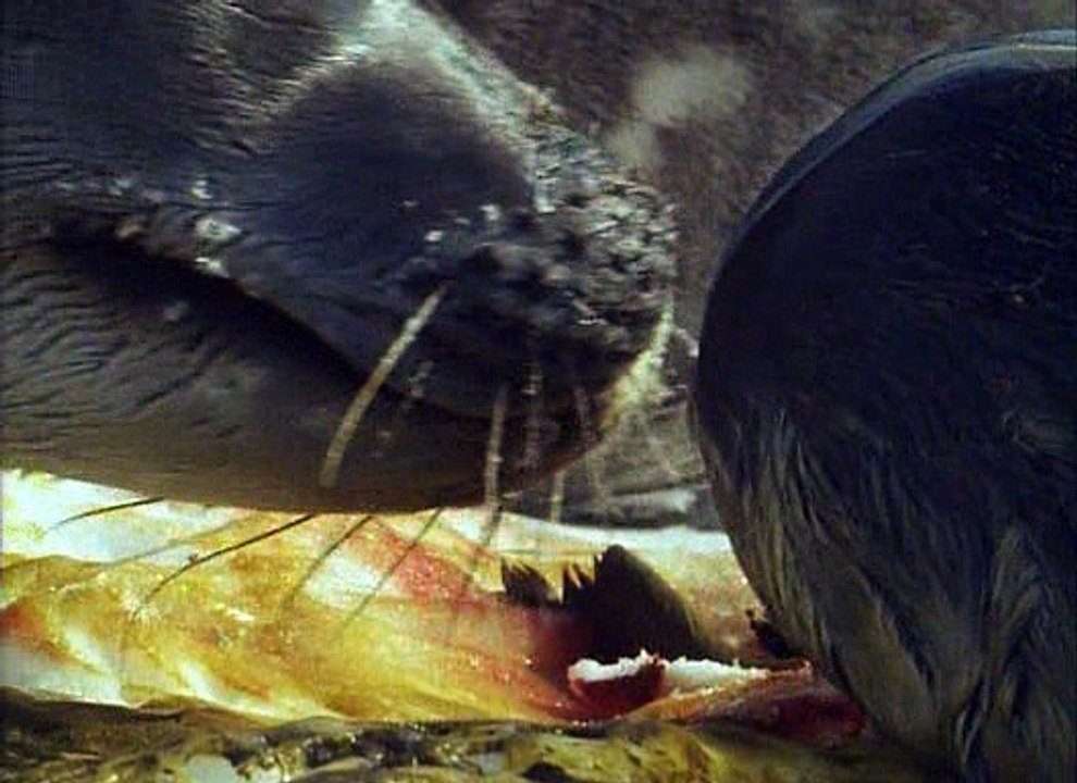 David Attenborough - Élet A Fagyban E05 - Mélyhűtőben
