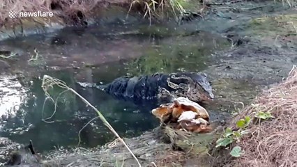 Dogs transfixed by massive monitor lizard in pond