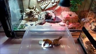 [Gecko léopard]: Quelques nouvelles sur la reproduction
