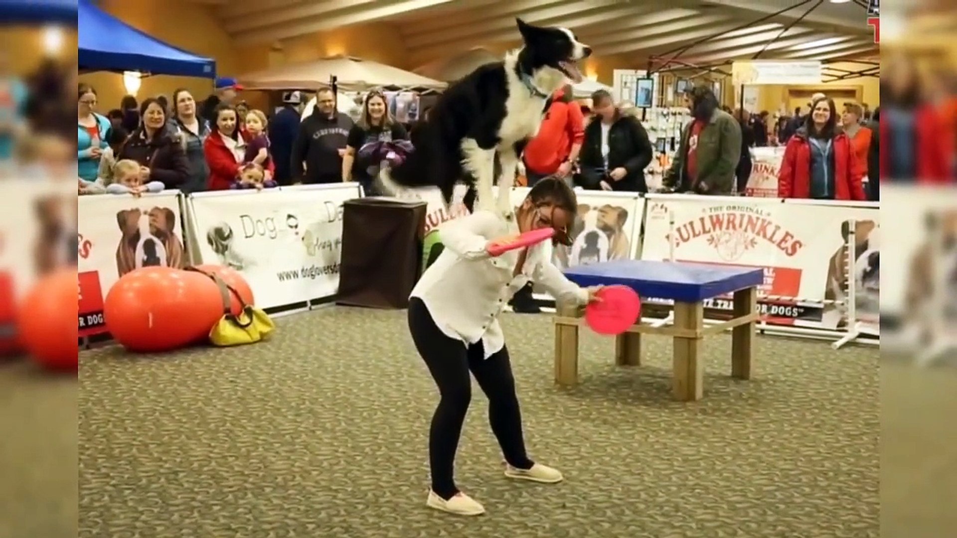 Les 10 Races De Chiens Les Plus Intelligentes Au Monde Lama Faché