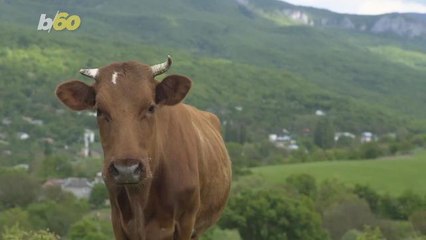 A Vegan Diet May Be What Stops Global Warming, According to New Study