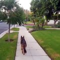 Drole : ce chien surpris de ne plus voir son maître derrière lui !