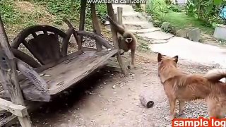 Monkey and Dog lovely moment 2017