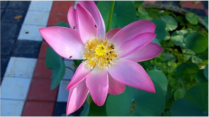 Bees Collecting Honey