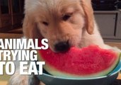 Adorable Animals and Their Abnormal Eating Habits