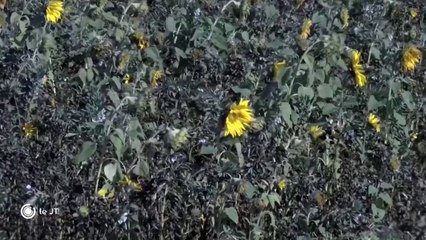 POLITIQUE/ Glyphosate: Les 4 députés LREM absents lors du vote - 01/06/2018