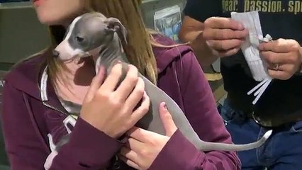 Surprise Italian Greyhound Puppy