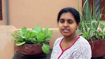 Growing Spinach (Palak) in a Container - Terrace Garden