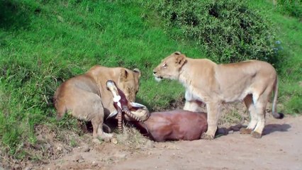 Leaping Lion Catches Antelope In Mid-Air Attack