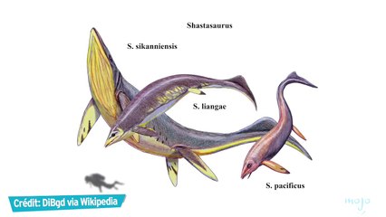 TOP 10 des MONSTRES MARINS les plus TERRIFIANTS !