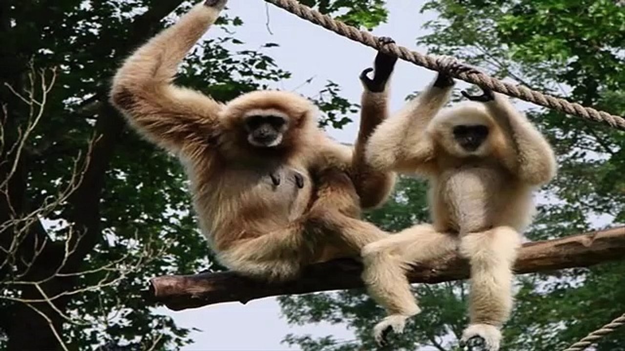 10 ANIMALES MONOGAMOS COMO LAS PERSONAS