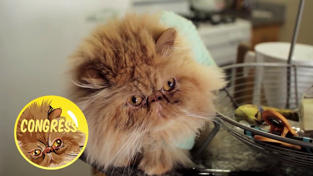 My Cats Review The Bubble Backpack