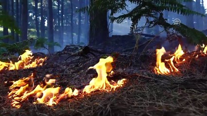 Havran'da orman yangını - BALIKESİR