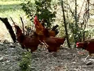 Poules à Lemps en Drôme provençale