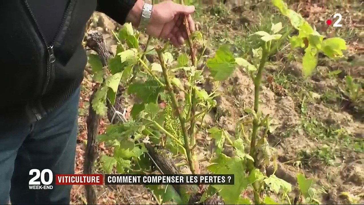 Viticulture : comment compenser les pertes ?