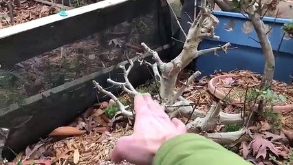 How to Winterize Your Bonsai 2016