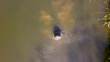 Les alligators n'aiment pas les drones...