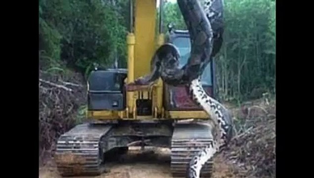Sur un chantier, ces ouvriers découvrent un anaconda de 10 mètres