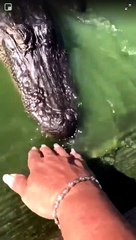 Elle caresse un alligator avec sa main ! Risqué non?