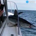 Un requin saute hors de l'eau et vient se coincer dans la rampe du bateau