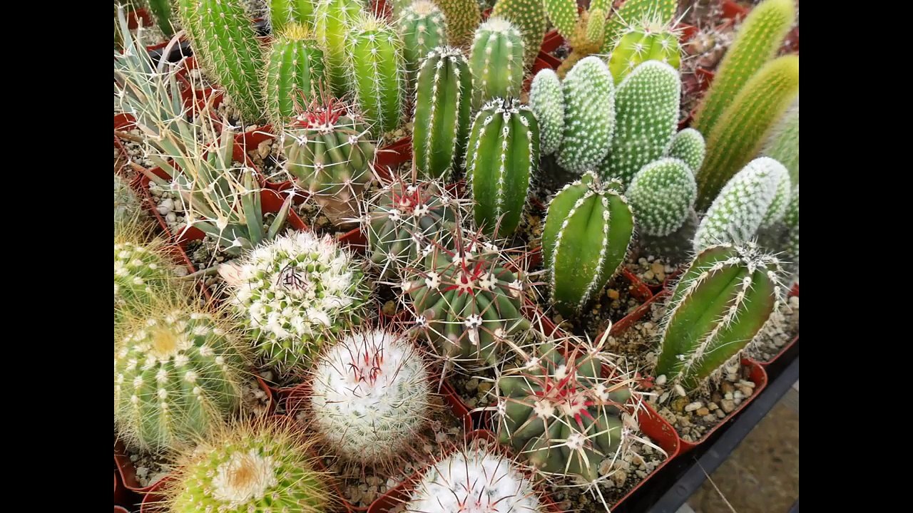 Pros And Cons of Living in Arizona