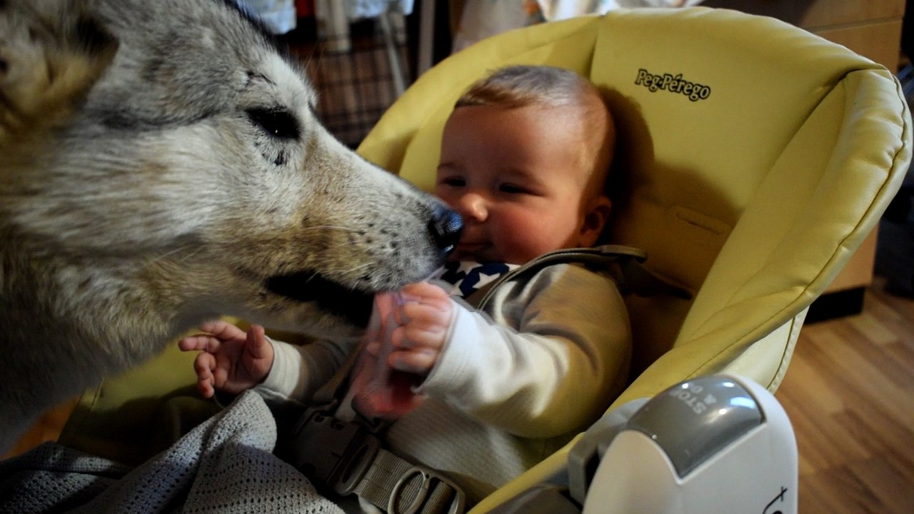 incredible concern from the Terrible wolf