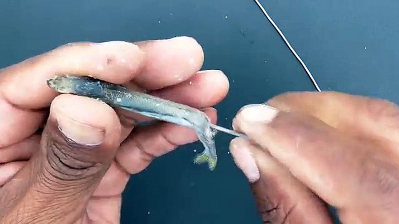 Como Encarnar PEJERREY Cebo de PESCA Básico para Pescadores
