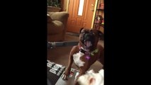 Boxer Dog Hates The Vacuum Cleaner And This Funny Slo-Mo Video Proves It