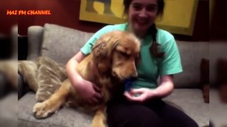 Ultimate Funniest And Cutest Golden Retriever Videos Compilation 2016 - Funny Dog Videos