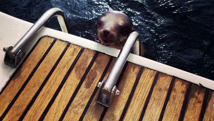 Injured sea lion pup desperate for help jumps onto boat