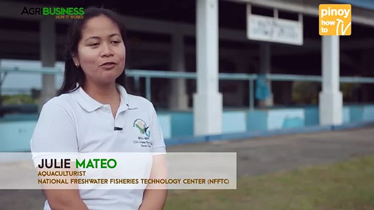 Tilapia Farming in Earthen Pond 2017 Part 4 : Tilapia Pond Based Hatchery | Agribusiness