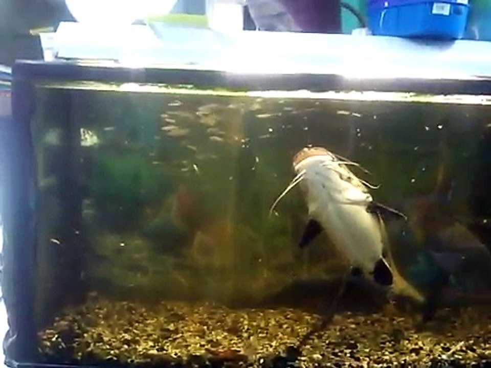 PEZ GATO COMIENDO UN RATON