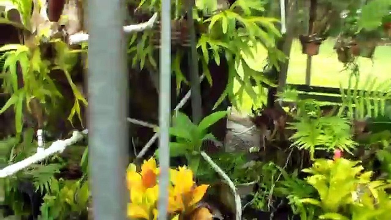 Propagate Staghorn Fern by Cutting