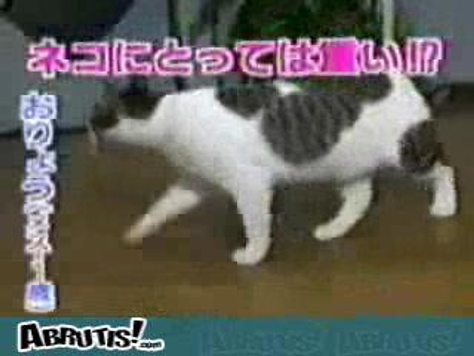 Chat_scotch