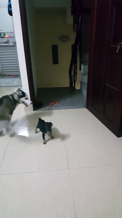 PRANK on my dog