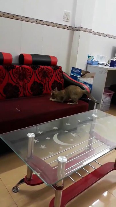 Cat plays alone