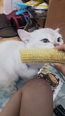 cat eat corn