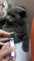 Trim Your Cat's Nails in 1 Minute