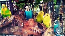 Colourful love birds (cutest) flying around
