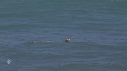 Adrénaline - Surf : Corona Bali Protected - Women's, Women's Championship Tour - Semifinals heat 2