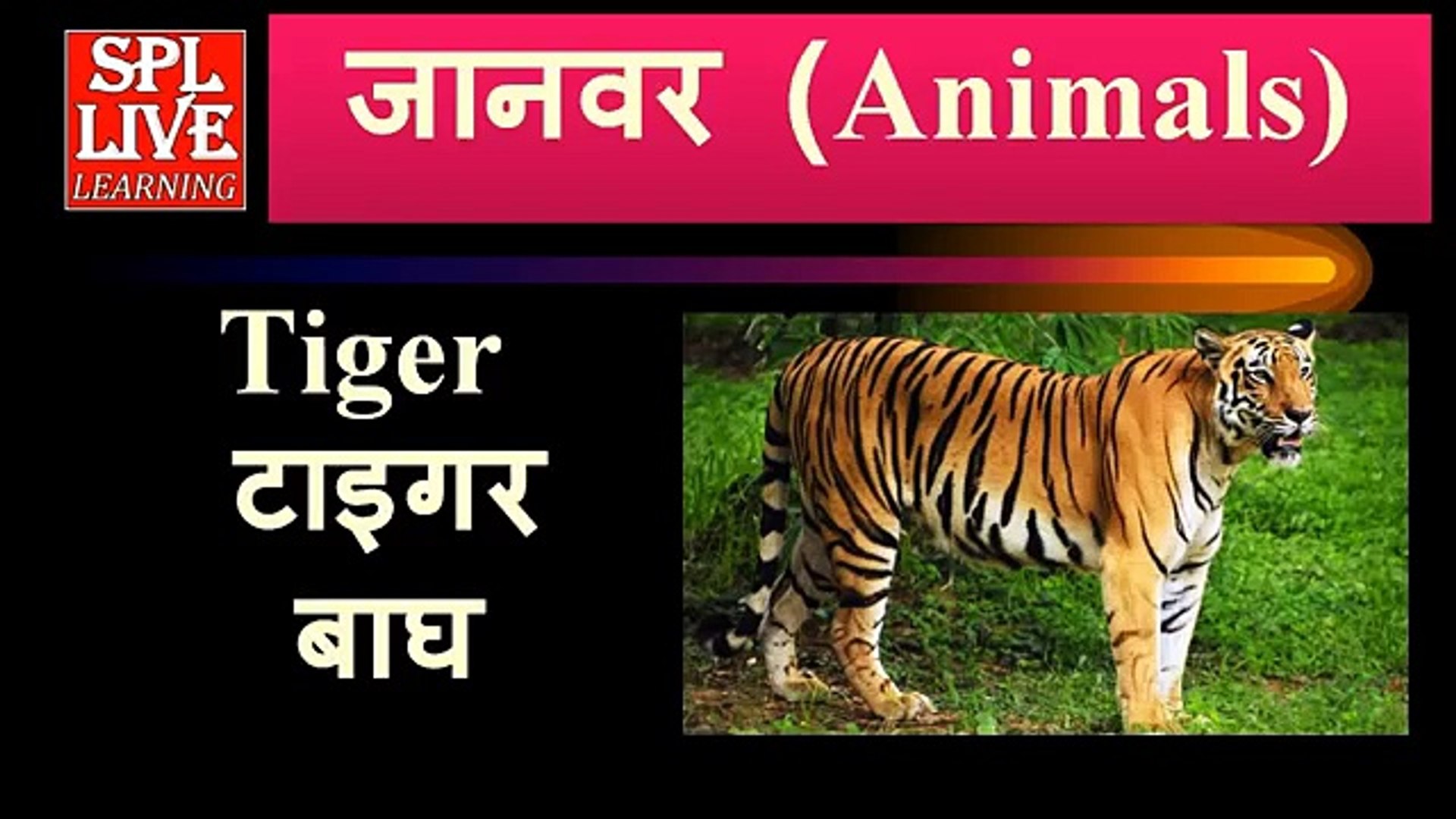 English Vocabulary Animals Name with Pictures and Hindi meaning with  Pronunciation – Видео Dailymotion