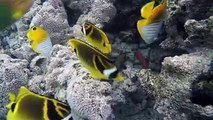 Colourful Tropical Reef Fish in abundance in Aroa Marine Reserve directly in front of The Rarotongan Beach Resort & Sanctuary Rarotonga