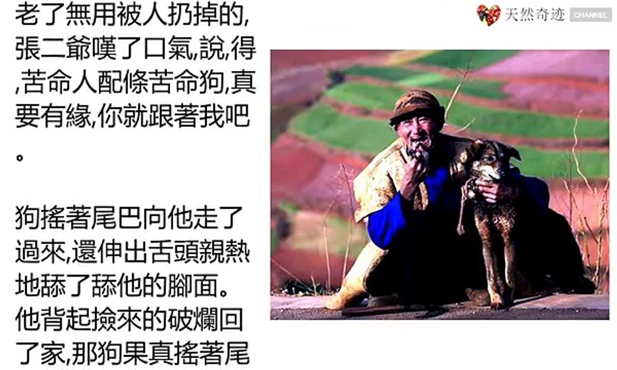 被兒子棄養的老人與狗相依為命，為讓老人安度晚年，忠犬竟「這樣」做 太感人了！！