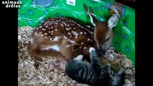 Incroyable improbables amitiés animaux Compilation [VIDEO HD]